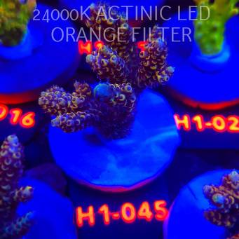 Acropora cytherea GOLD CORAL SEA (25.10.2025) H1-045  6cm