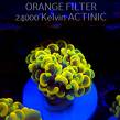 Euphyllia paraancora GOLD HOLOGRAM HAMMER (01.04.2025)
