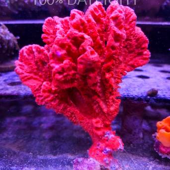 Stylotella aurantium ORANGE SPONGE (01.07.2024)