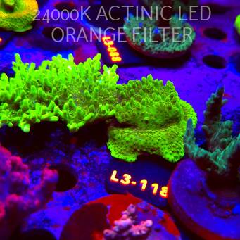 Acropora WWC Castells Banana (05.01.2026) L3-118  13cm