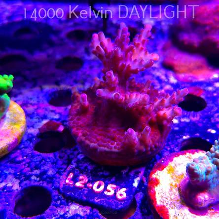 Acropora JMC PINK DREAM (17.03.2026) L2-056  6cm