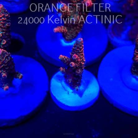 Acropora MILLEPORA JF SOLAR FLAME (04.10.2025)  3cm