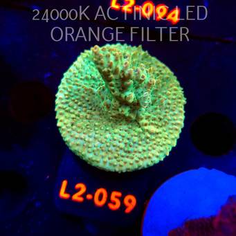 Acropora TG PINK FLOYD ACRO (14.08.2026) L2-059  5cm