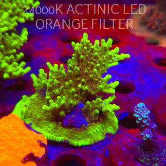 Acropora WWC Castells Banana (06.11.2025) MM1-III-28  8cm