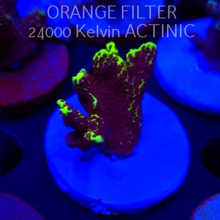 Acropora sp. SPECIAL (04.10.2025)  5cm