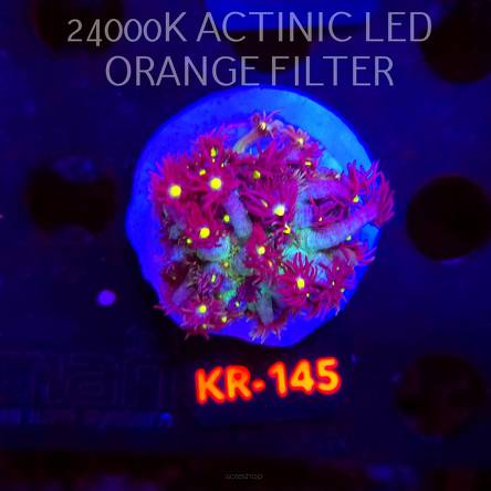 Goniopora DRAGON SOUL (07.02.2026) KR-145  4cm