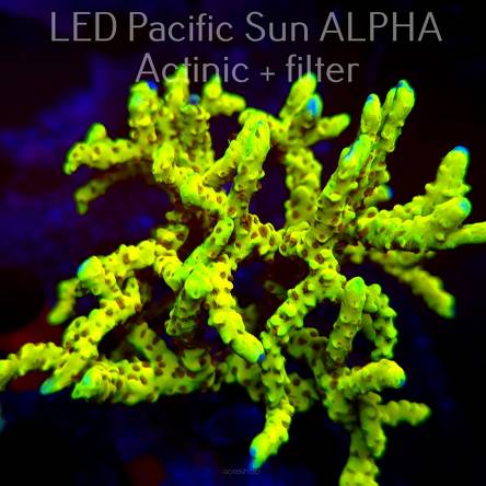 Anacropora WWC SLIMEBALL (19.01.2025) L2-III-32  10cm