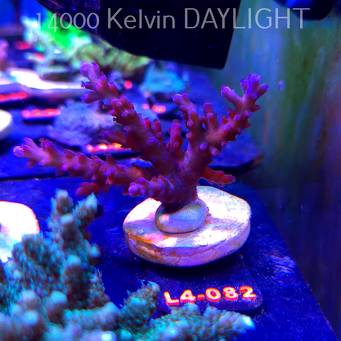 Acropora sp. AUSTRALIA (19.05.2026) L4-082  8cm