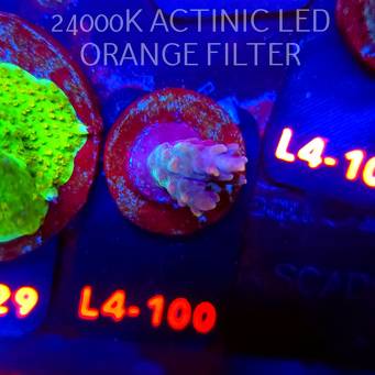 Acropora sp. AUSTRALIA (06.01.2026) L4-100  3cm