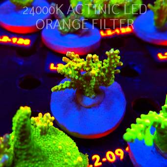 Acropora RR RAINBOW LOOM (14.08.2026) L2-091  5cm