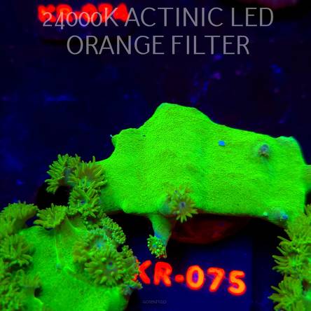 Turbinaria peltata TOXIC GREEN (07.12.2025) KR-075  6cm