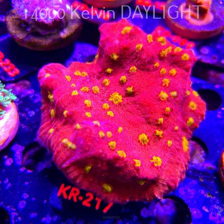  Echinophyllia IRON MAN CHALICE (24.09.2026) KR-217  9cm