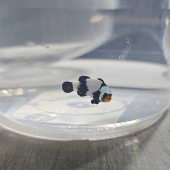 Amphiprion ocellaris BLACK PICASSO 4cm WYSIWYG TANK BRED