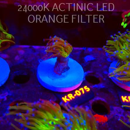 Euphyllia glabrescens TG TOXIC JOKER TORCH (01.09.2026) KR-075