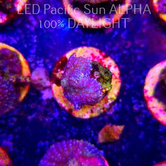 Rhodactis WWC LEMON HAZE (23.01.2025)