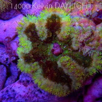 Stichodactyla TAPETUM Mini-Maxi Carpet Anemone YELLOW (01.06.2025)  5cm