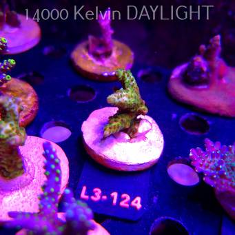 Acropora sp. PREMIUM AUSTRALIA (11.09.2026) L3-124  5cm
