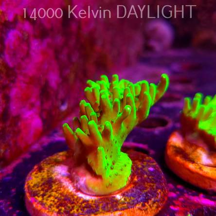 Acropora WWC Castells Banana (06.04.2025) MM6-III-1  5cm