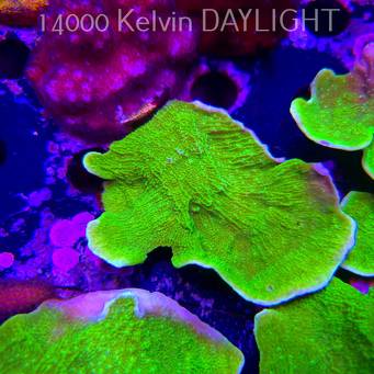 Montipora capricornis TOXIC GREEN (14.02.2026) H4  9cm