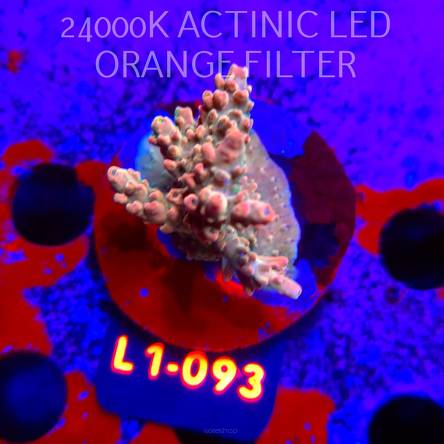 Acropora sp. AUSTRALIA  (16.03.2026) L1-093  5cm