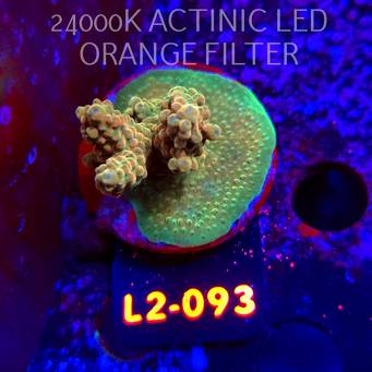 Acropora Jason Fox's Fox Flame Acro (18.03.2026) L2-093  5cm