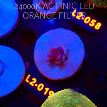 Acropora sp. PREMIUM AUSTRALIA (14.08.2026) L2-019  1cm