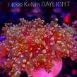 Euphyllia paradivisa Golden Octospawn (09.03.2025)