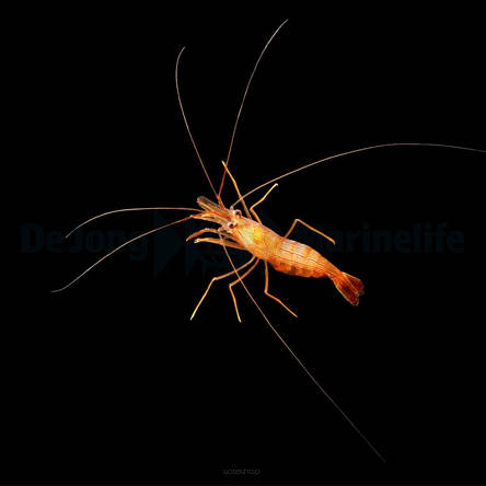Lysmata wurdemanni (PEPPERMINT SHRIMP) TANK BRED