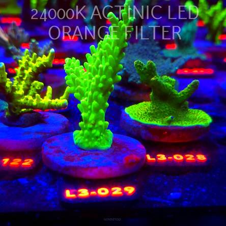 Acropora AUSTERA BANANA (04.01.2026) L3-029  10cm