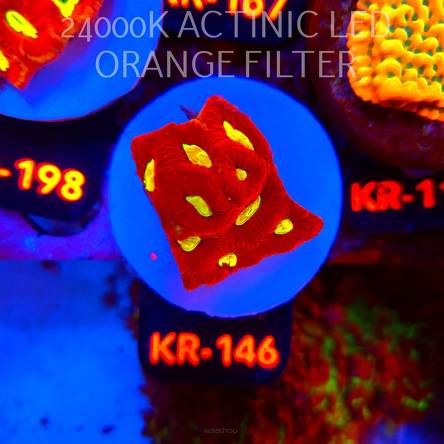 Favia CORAL SEA (17.09.2026) KR-146  5cm