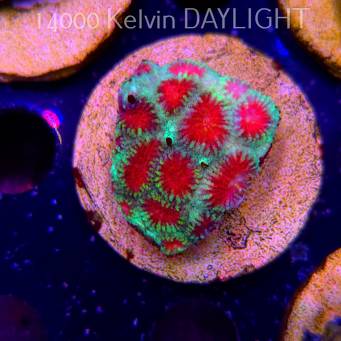 Favites sp. RED EYE Australia (18.05.2025)  4cm