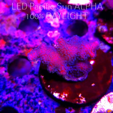 Pocillopora sp. FIJI PINK (23.01.2025)  4cm