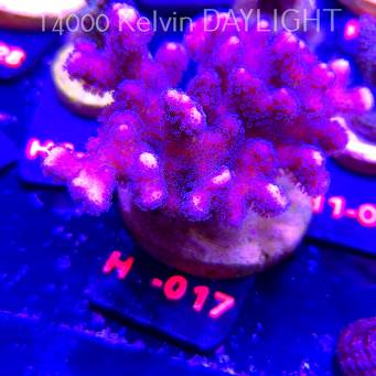 Pocillopora sp. FIJI PINK (02.02.2026) H1-017  8cm