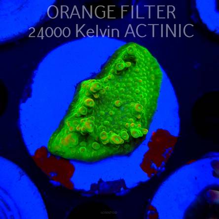 Acropora GOLD FEVER (20.03.2025) L1-I-31  5cm