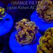 Euphyllia paraancora GOLD HOLOGRAM HAMMER (02.04.2025)