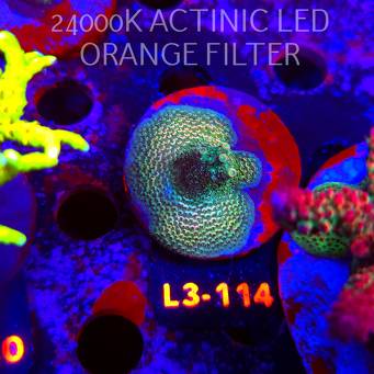 Acropora  sp. PREMIUM AUSTRALIA (05.01.2026) L3-114  4cm