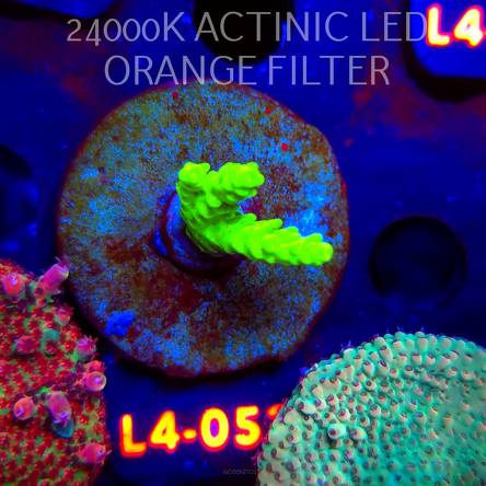 Acropora sp. PREMIUM AUSTRALIA (06.01.2026) L4-053  4cm