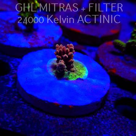 Acropora Jason Fox B33 BOMBER Acro (20.02.2025) L4-II-23  2cm