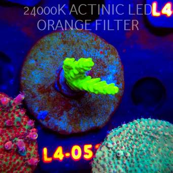 Acropora sp. PREMIUM AUSTRALIA (06.01.2026) L4-053  4cm