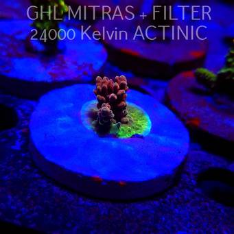 Acropora Jason Fox B33 BOMBER Acro (20.02.2025) L4-II-23  2cm
