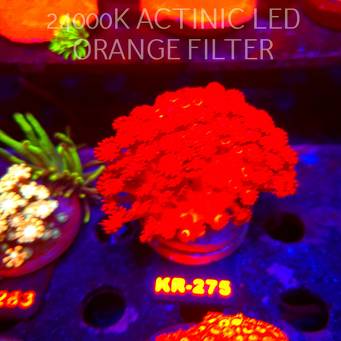 Goniopora ULTRA RED (09.10.2026) KR-275