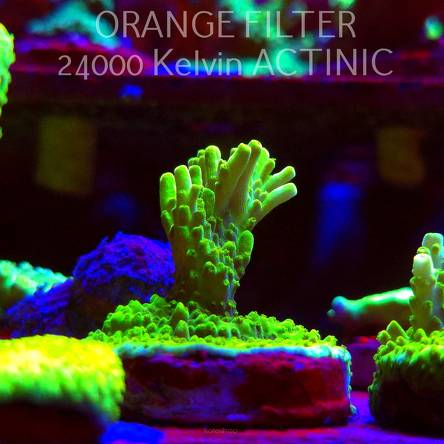 Acropora WWC Castells Banana (11.08.2025) MM6-I-6  5cm