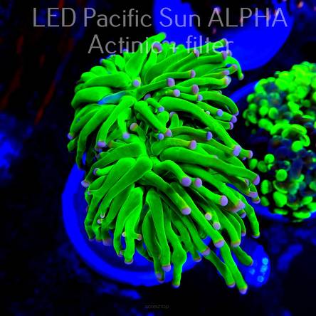 Euphyllia glabrescens Green Selection Torch (12.06.2024)