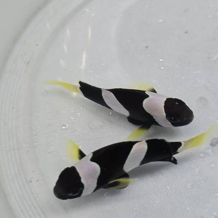 Amphiprion clarkii BLACK TANK BRED  7-8cm