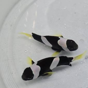 Amphiprion clarkii BLACK TANK BRED  7-8cm