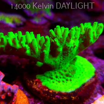 Acropora WWC Castells Banana (09.05.2025) MM1-III-4  6cm