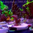 Acropora millepora PINK AUSTRALIA (20.03.2025) L1-I-37  3cm
