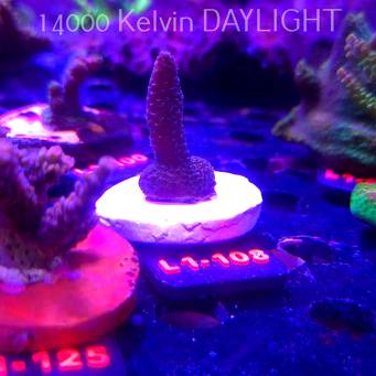 Acropora sp. AUSTRALIA  (16.03.2026) L1-108  5cm