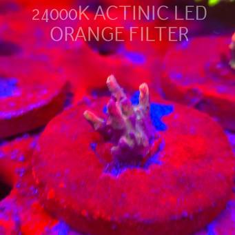 Acropora JMC SPECIAL RED (06.11.2025) MM1-III-18  2cm