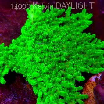 Acropora WWC Castells Banana (09.05.2025) MM1-III-17  9cm